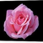 perfect-rose-on-black-background-florentina-de-carvalho